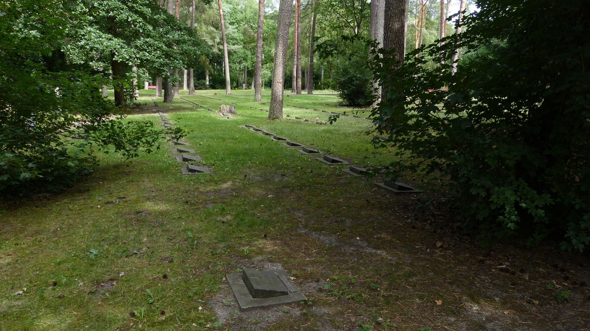 Flache Kissensteine zwischen hohen Kiefern auf dem Waldfriedhof Zehlendorf